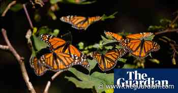 Monarch butterflies bounce back in Mexico wintering grounds