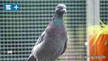 Siegen: Gutes Taubenleben für behinderte Rudi und Schrotti - WP News