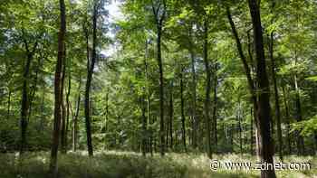 Managing disaster and disruption with AI, one tree at a time