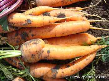 Gardening: A guide to growing carrots on the Prairies