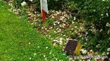 Conference League, distrutto il roseto di Ponte Milvio durante i festeggiamenti