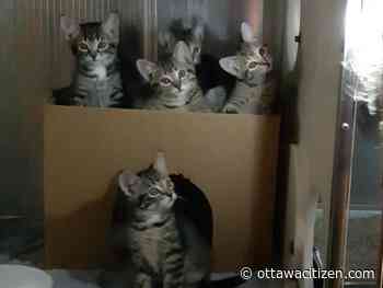 Ottawa Humane Society says outage emergency costs top $15,000