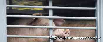 Détection d'un foyer de peste porcine africaine