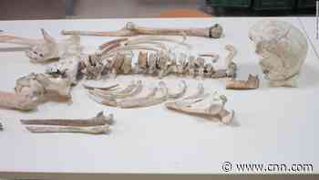 Human genome of Pompeii victim sequenced for the first time