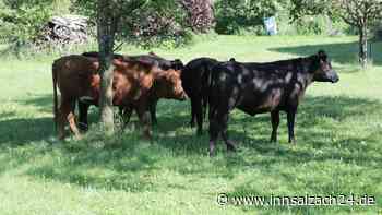 Neugierige Jungrinder bei Rattenkirchen ausgebüxt - Besitzer gesucht!