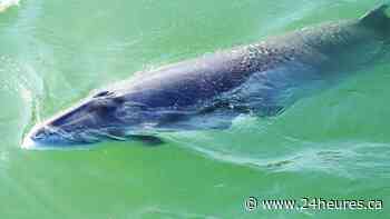 Un petit rorqual retrouvé mort à Contrecœur