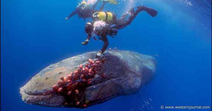 Brave Divers Free Trapped Humpback Whale from Illegal Fishing Net: 'It Was Incredible'