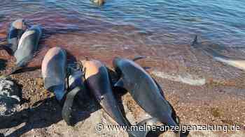 Dutzende tote Delfine an Strand geschwemmt