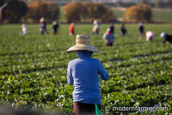 American Agriculture's Reliance on Foreign Workers Surges - Modern Farmer