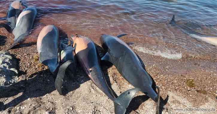 Dutzende tote Delfine an Strand geschwemmt