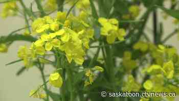 'Future is pretty bright': Sask. farmers celebrate China's move to lift canola ban