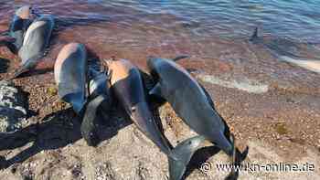 Dutzende tote Delfine an mexikanischem Strand angespült