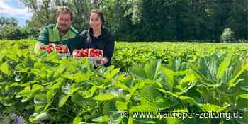 Startschuss zum Erdbeer-Pflücken in Datteln, Oer-Erkenschwick und Waltrop - Waltroper Zeitung