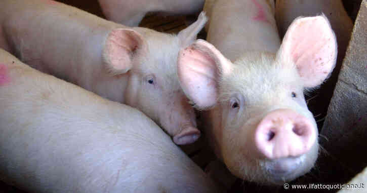 McDonald’s dice no alla richiesta di trattamenti meno crudeli per i maiali. “Ci costringerebbe ad alzare i prezzi”