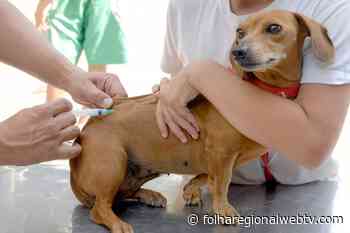 Jaguaruna promove castração solidária de cães no dia 18 de junho - folharegionalwebtv.com