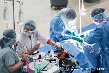 Veterinarians, volunteers see hundreds of animals at La Ronge clinic - MBC Radio