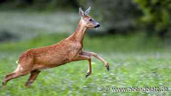 Segeberger Forst: Mutiges Reh verjagt Wolf – Försterin filmt Szene - Hamburger Abendblatt