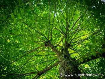 Forst-Chef wegen Schaden für den Staat verurteilt - Suedtirol News