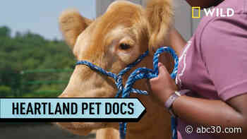 In America's heartland, animal docs Ben and Erin Schroeder treat just about every type of animal