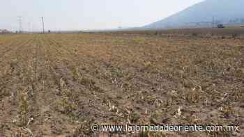 Campesinos perdieron siembras por helada en la Cuenca Libres Oriental; demandan apoyo gubernamental - Puebla - La Jornada de Oriente