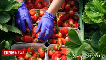 UK labour shortage: 'It used to be easy to get fruit pickers'