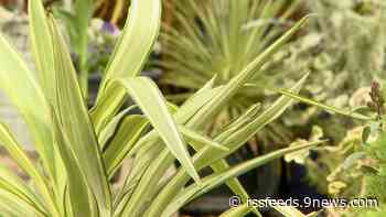 Proctor's Garden: Gradual sun exposure can help your garden thrive