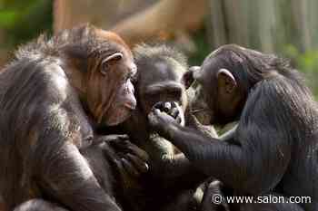 It Appears That Chimpanzees Have Their Own Language, Complete With Words And Simple Sentences