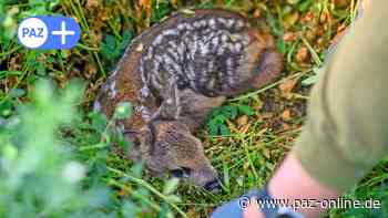 Rehkitze im Kreis Peine: Erst verscheuchen, dann mähen - Peiner Allgemeine Zeitung - PAZ-online.de