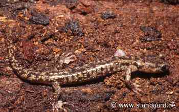 De zwervende salamander kan ook de boom uit zweven - De Standaard