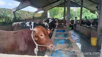 Peternak di Kota Malang 'Lemes', Sapi-sapinya yang Sehat dari PMK Tak Laku - SuaraMalang.ID