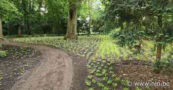 Heldenpark nog groener, volgend voorjaar volgt opnieuw aanplant - Het Laatste Nieuws