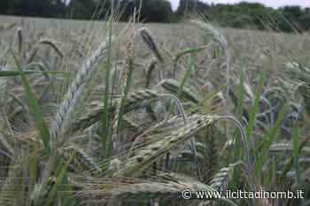 Poca pioggia: allarme degli agricoltori MB - Il Cittadino di Monza e Brianza