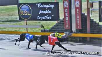 Gypsy Lane successful for Braddon kennel at Bathurst - Cowra Guardian
