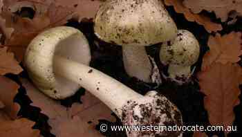 Wild mushroom poisoning cases spike in NSW - Western Advocate