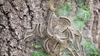 Fadenwürmer versprüht: VG bekämpft Prozessionsspinner - Kreis Cochem-Zell - Rhein-Zeitung