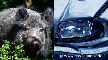 Dramma a Caserta, cinghiale invade strada e causa incidente: morto 17enne senza patente - Positano Notizie
