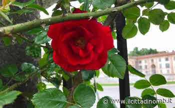 Roseto della Villa reale di Monza: evento con la Casa della Poesia - Il Cittadino di Monza e Brianza