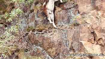 Widder hängt an Felswand bei Thale: Jäger versuchen, das Tier zu retten - Volksstimme