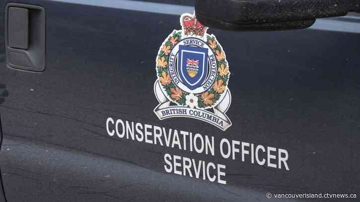 Black bear warning in Port Hardy after encounter | CTV News - CTV News VI