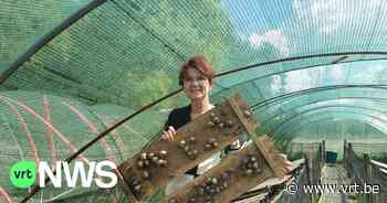 Escargotkwekerij in Retie plukt eerste slakken: "We kweken zelfs slakken met tijm- of basilicumsmaak" - VRT NWS