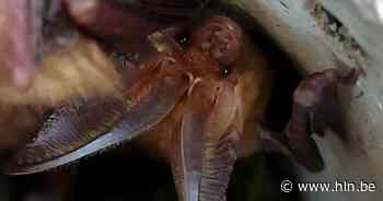 Grootoorvleermuis gespot in Prinsenpark - Het Laatste Nieuws