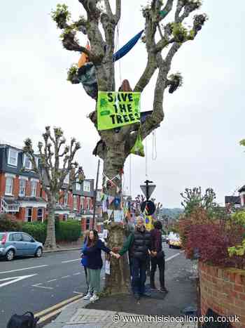 Bid to save Stroud Green tree from Haringey Council chainsaw