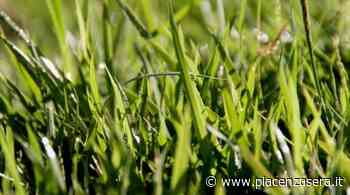 "Incuria e erba alta, gestione del verde a Rottofreno lascia allibiti" - piacenzasera.it - piacenzasera.it
