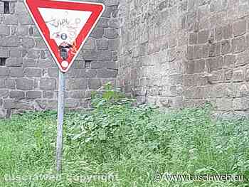 "Che aspettamo il sindaco nuovo pe tajà l'erba?" - Tuscia Web