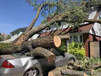 'Plucked out like a mushroom:' Alta Vista community in awe of tree-busting storm - Ottawa Citizen