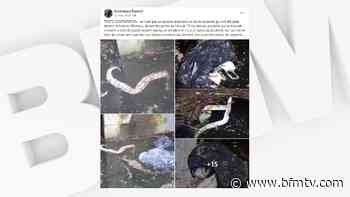 Nord: quinze serpents morts découverts dans le canal à Wasquehal, une enquête ouverte - BFMTV