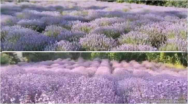 First Lavender Festival inaugurated in Bhaderwah; Union Minister calls it birthplace of Purple Revolution