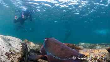 Fishing ban reintroduced to protect iconic species