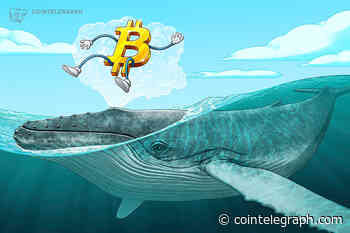 Small Bitcoin whales may be keeping BTC price from 'capitulation' — analysis