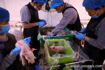 China Pig Breeders Go High-Tech in Self-Sufficiency Push - U.S. News & World Report